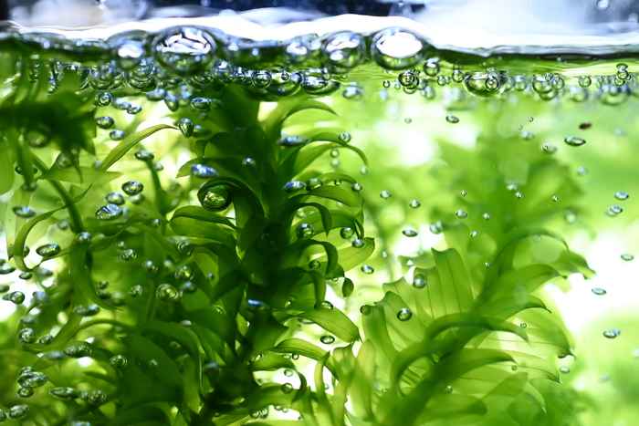 Elodea densa. Afbeelding: Nico Schramma.