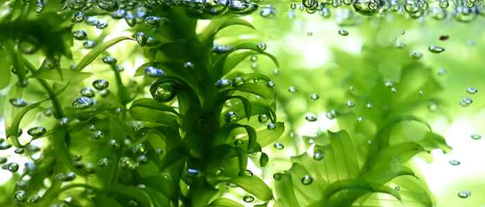 Elodea densa. Afbeelding: Nico Schramma.