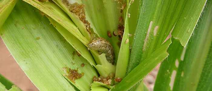 The fall armyworm