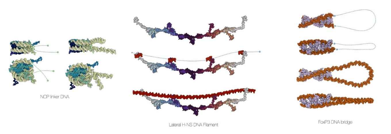 Examples that highlight the building of biomolecular assemblies with MDNA.